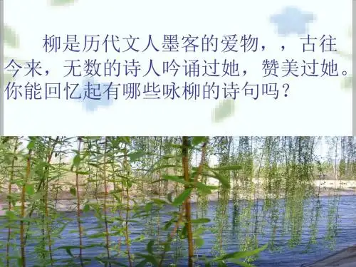 《柳叶儿》ppt课件