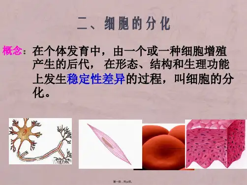 细胞生命历程——生长、分化、衰老、凋亡、癌变