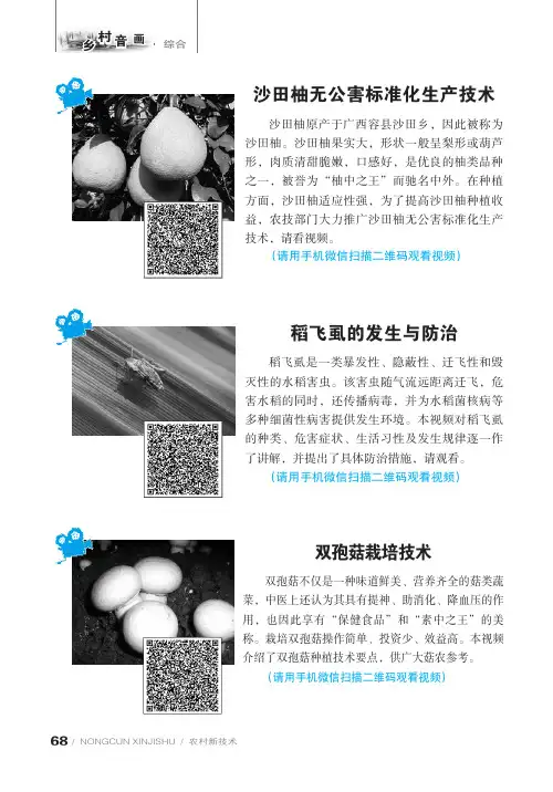双孢菇栽培技术