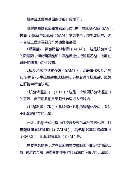 肌酸合成相关基因