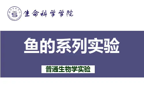 鱼的系列实验1