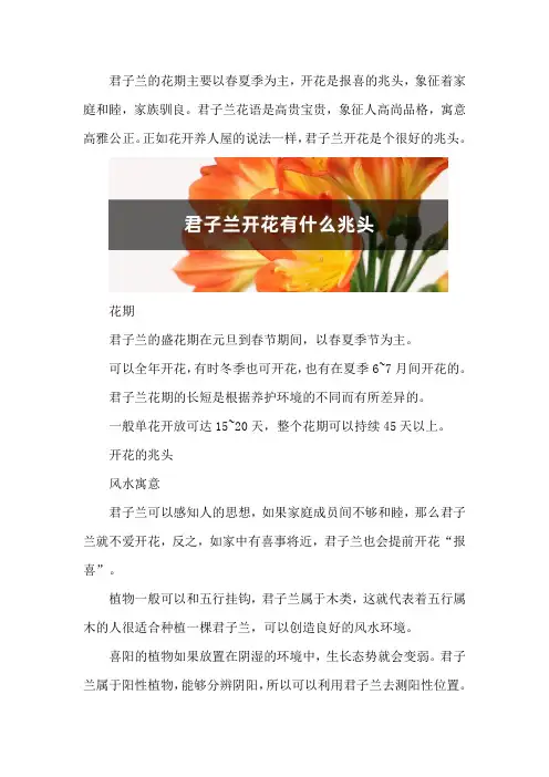 君子兰开花有什么兆头_1