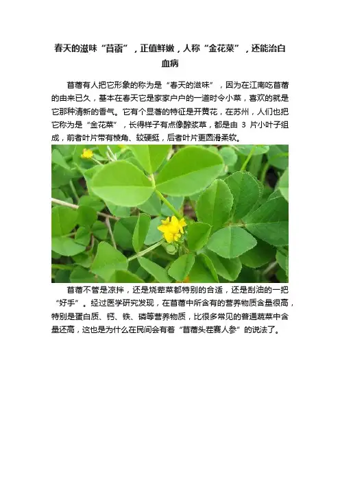 春天的滋味“苜蓿”，正值鲜嫩，人称“金花菜”，还能治白血病