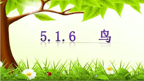 人教版八年级上册第五单元第一章第六节鸟 课件(23张ppt)