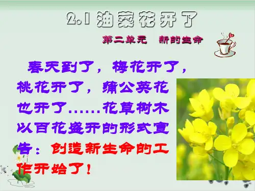 四年级下册科学课件油菜花开了教科版(共25张PPT)