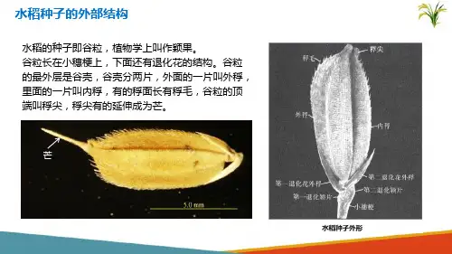 南方水稻生产—水稻的种子