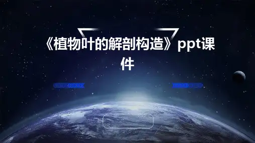 《植物叶的解剖构造》课件