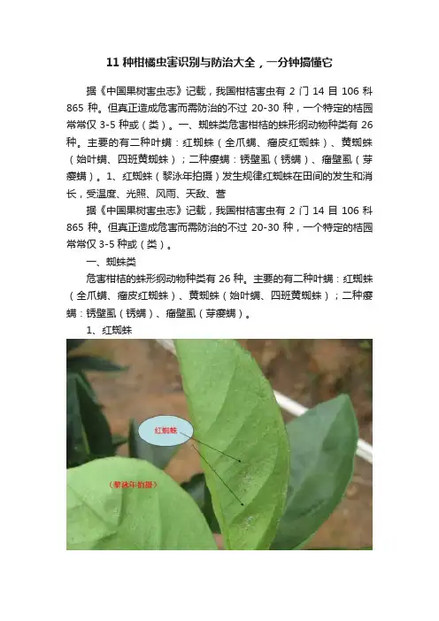 11种柑橘虫害识别与防治大全，一分钟搞懂它