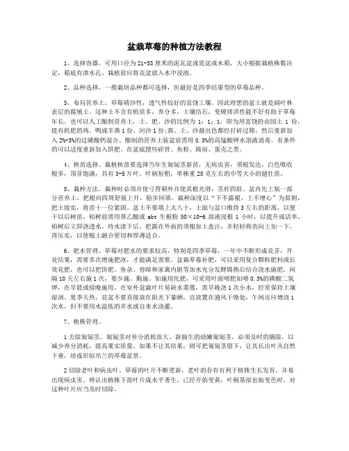 盆栽草莓的种植方法教程