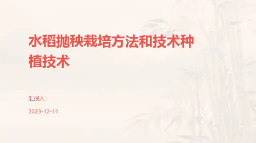 水稻抛秧栽培方法和技术种植技术