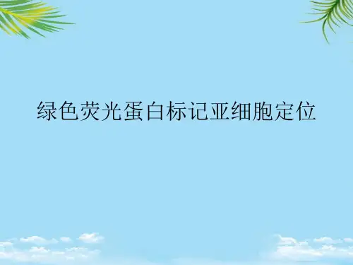 绿色荧光蛋白标记亚细胞定位最全PPT