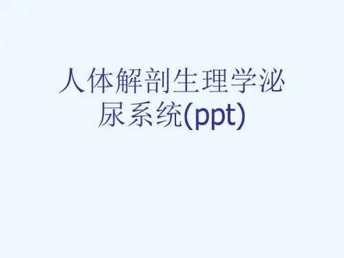 人体解剖生理学泌尿系统(ppt)