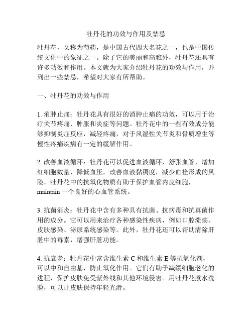 牡丹花的功效与作用及禁忌