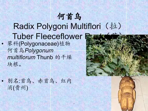 中药学-何首乌PPT课件