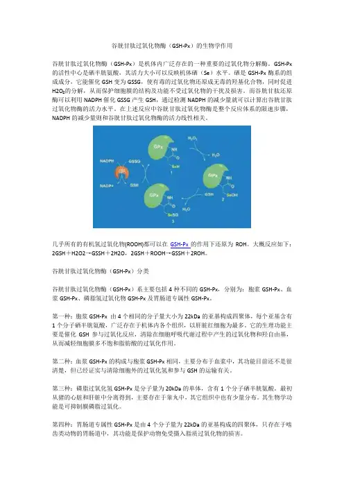 谷胱甘肽过氧化物酶(GSH-Px)的生物学作用