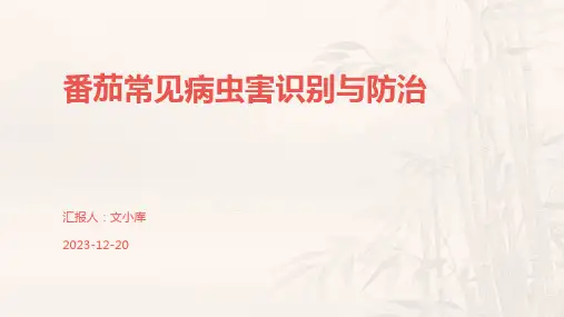番茄常见病虫害识别与防治