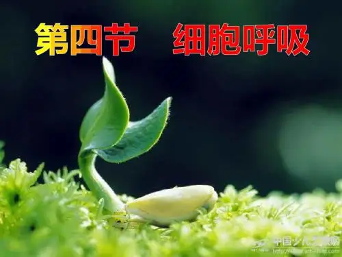 浙科版高中生物必修1第三章(新课课件)：细胞呼吸