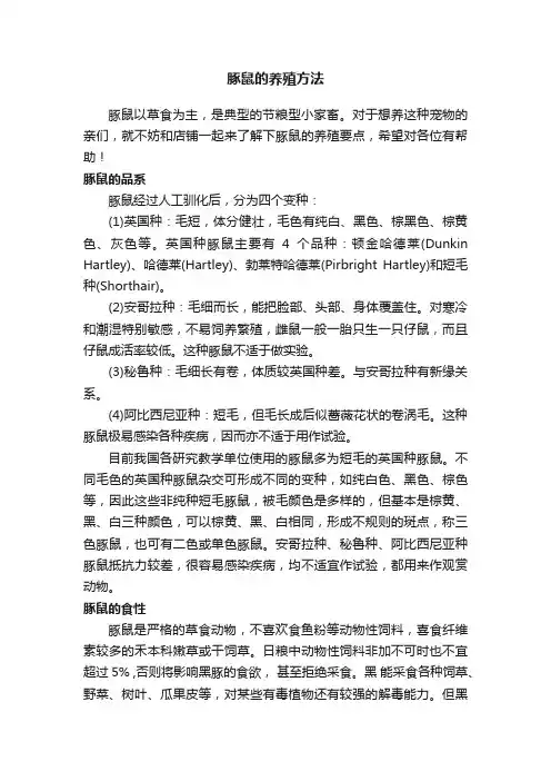 豚鼠的养殖方法