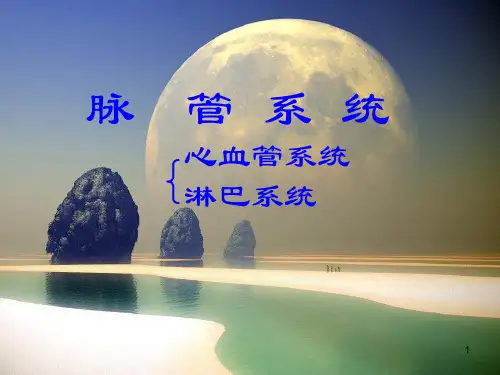 系统解剖学脉管系统ppt课件