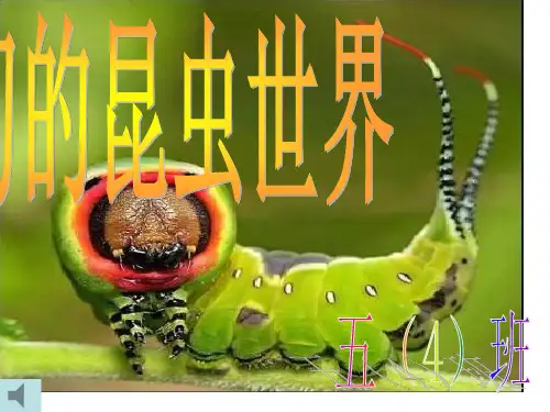 清晨当第一缕阳光照射到大地上时昆虫们便活跃了起来