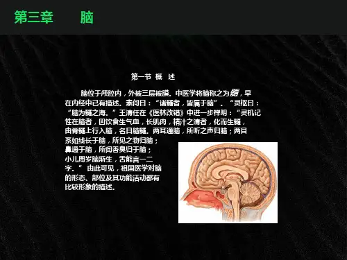 脑干高清结构解剖
