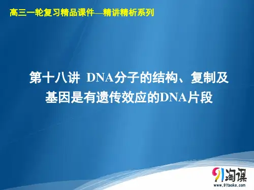 原创1：第18讲  DNA分子的结构、复制及基因是有遗传效应的DNA片段