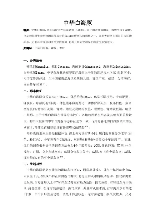 中华白海豚——精选推荐