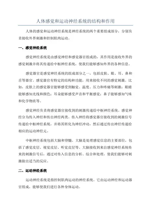 人体感觉和运动神经系统的结构和作用