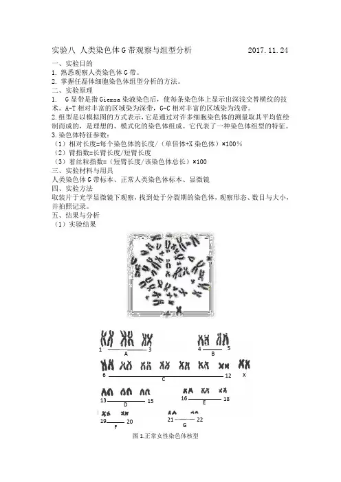 实验八 人类染色体G带观察与组型分析