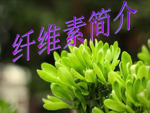 纤维素【2024版】