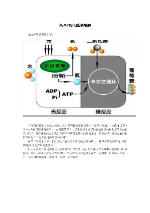 光合作用原理图解