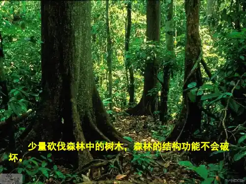 2022届高三生物一轮复习课件：生态系统的稳定性 
