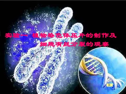 细胞生物学植物染色体压片的制作及细胞有丝分裂的观察