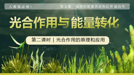 光合作用的原理和应用课件-高一生物人教版(2019)必修1 