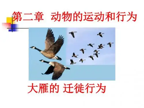 八年级生物《动物的运动》ppt课件