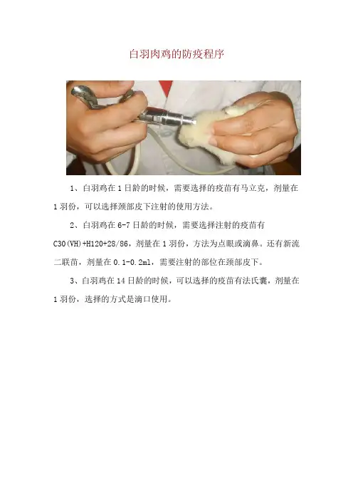 白羽肉鸡的防疫程序