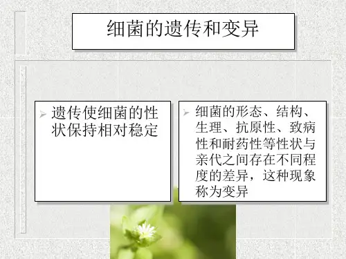 细菌的遗传和变异PPT课件