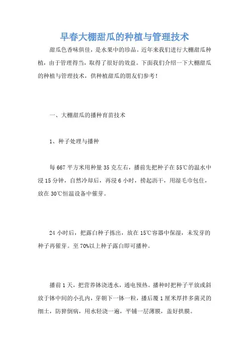 早春大棚甜瓜的种植与管理技术