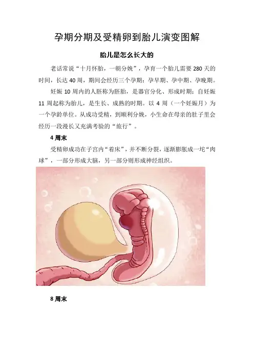 孕期分期及受精卵到胎儿演变图解