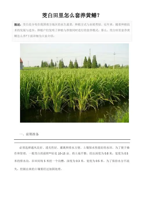 茭白田里怎么套养黄鳝