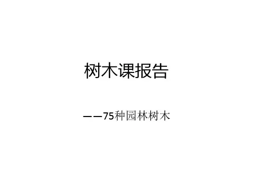 例举景观常用树木详细介绍 ppt课件