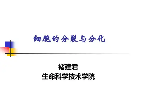 细胞的分裂分化