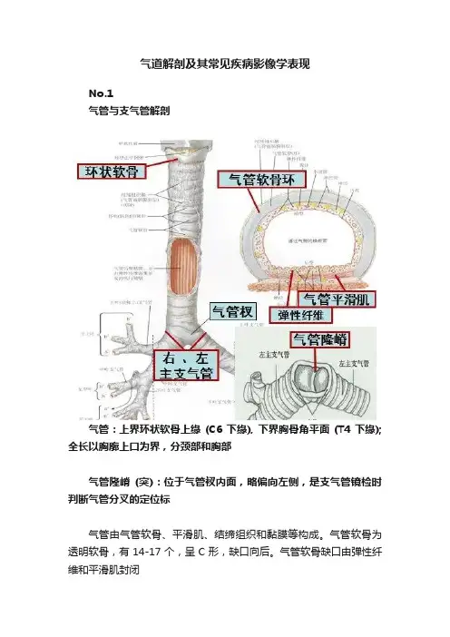 气道解剖及其常见疾病影像学表现