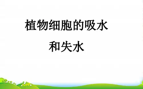 高中生物人教版必修一课件：Flash动态演示实验 4 植物细胞的吸水和失水