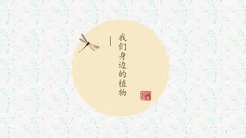 调查我们身边的植物ppt课件