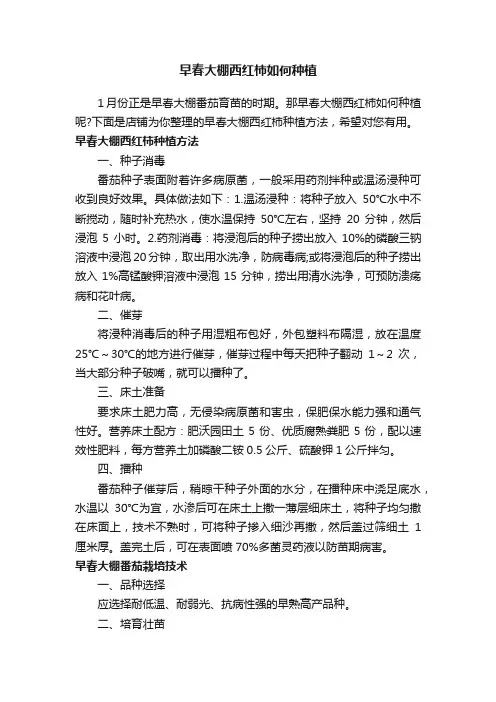 早春大棚西红柿如何种植