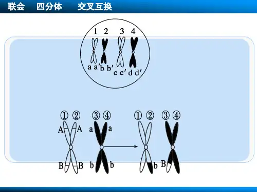 减数分裂、有丝分裂图像识别和解题