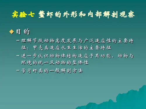 实验七 鳌虾的外形和内部解剖观察
