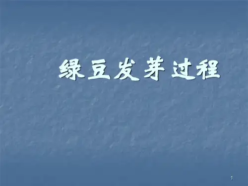 绿豆发芽过程ppt课件