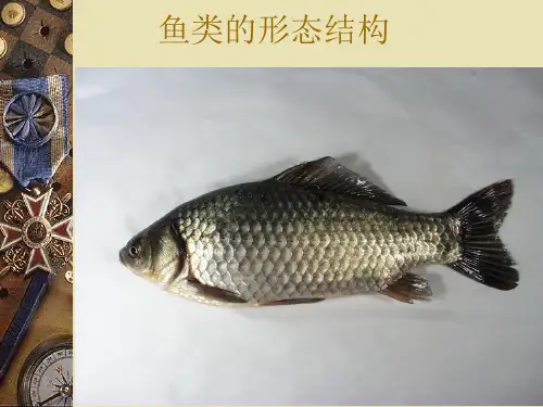 鱼类解剖